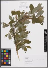 Foto von Salix cinerea L.